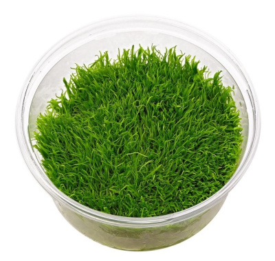 Утрикулярия (меристемное растение)